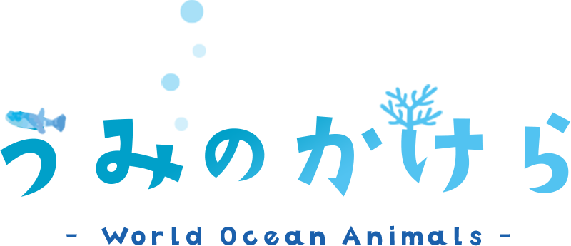 うみのかけら
